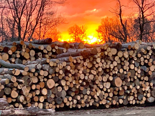 Freier Forestry Firewood For Sale